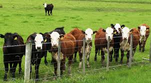 cattle